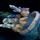 Jetting Jelly